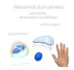 Naissance d'un cerveau